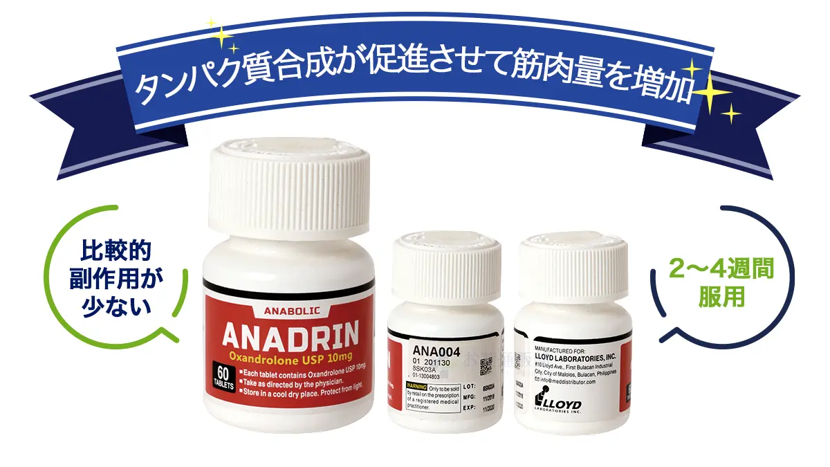 タンパク質合成が促進させて筋肉量を増加