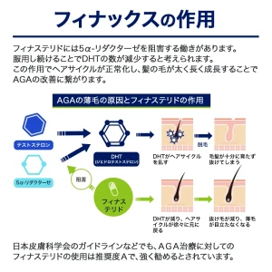 フィナックス画像7