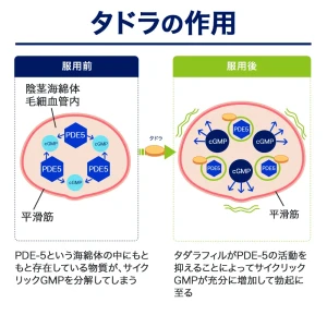 タドラ画像8