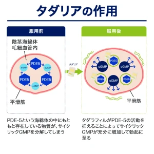 タダリア画像8