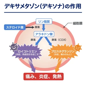 デキサメタゾン（デキソナ）画像6