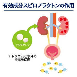 アルダクトン（スピロノラクトン）画像7