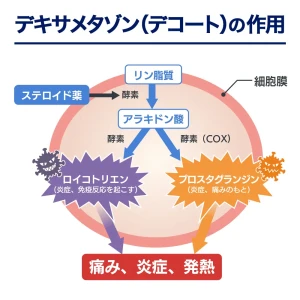 デキサメタゾン（デコート）画像7