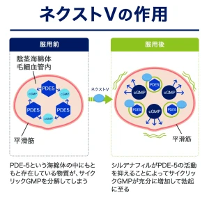ネクストV（バイアグラ・ジェネリック）画像9