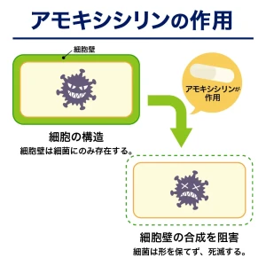 サワシリン・ジェネリック（ノバモックス）画像5