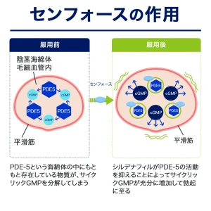 センフォース画像6