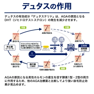 デュタス画像7