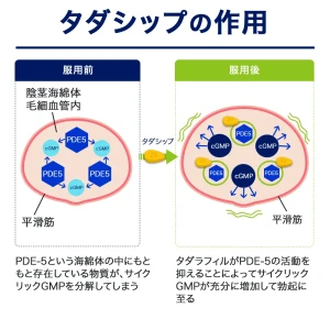 タダシップ画像8