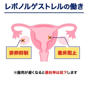 ノルパック画像9